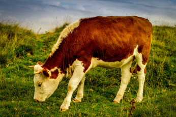 Картинка животные коровы +буйволы корова небо луг трава пасдбище