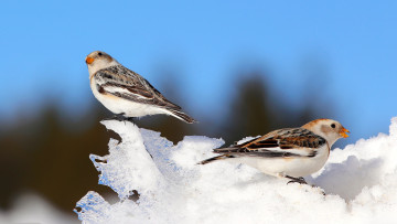Картинка животные воробьи зима небо птица клюв снег