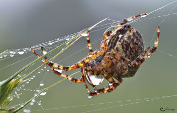Картинка животные пауки паутина паук капли роса насекомое утро зелёный фон макро