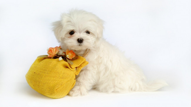 Обои картинки фото животные, собаки, щенок, фон, мешочек, цветы, собака