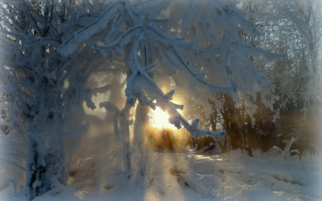 Обои картинки фото природа, зима, иней, деревья, ветви, лучи