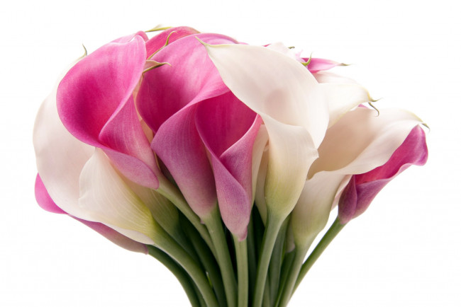 Обои картинки фото цветы, каллы, белый, розовый