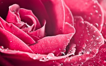 Картинка цветы розы роза макро лепестки бутон розовый капли роса вода