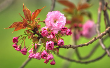 Картинка цветы сакура +вишня весна цветение ветка листья бутоны
