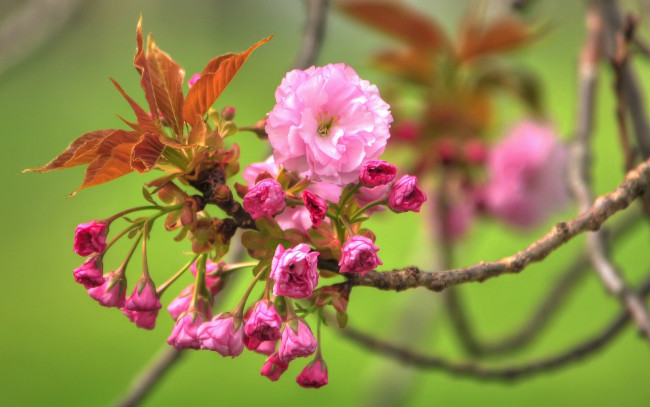 Обои картинки фото цветы, сакура,  вишня, весна, цветение, ветка, листья, бутоны
