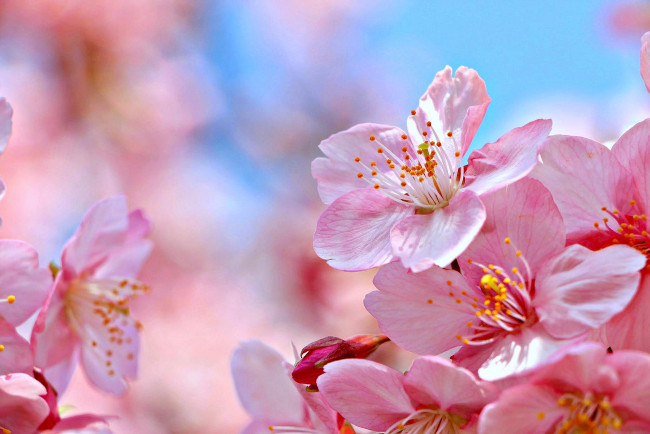 Обои картинки фото цветы, сакура,  вишня, макро, природа, цветение, цветки, вишня