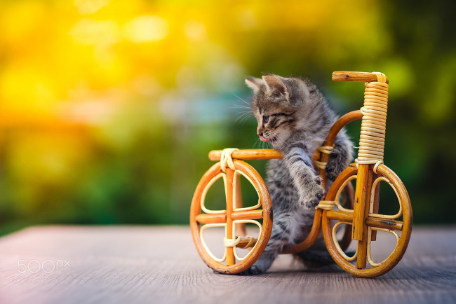 Обои картинки фото животные, коты, игрушка, велосипед, котенок