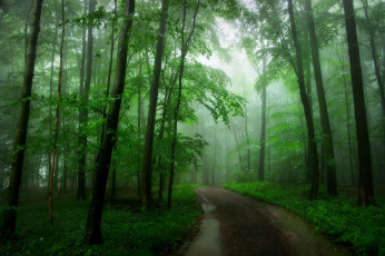 Картинка природа лес пейзаж туман дорога деревья