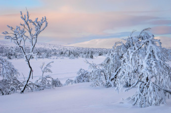 Картинка природа зима деревья сугробы снег закат