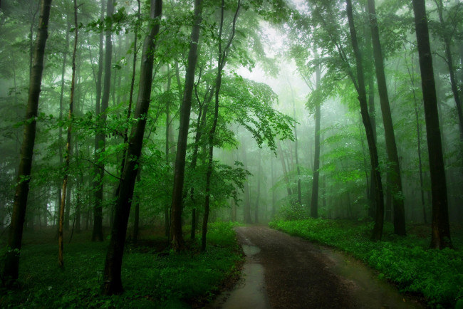 Обои картинки фото природа, лес, пейзаж, туман, дорога, деревья
