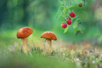 Картинка природа грибы ягода гриб