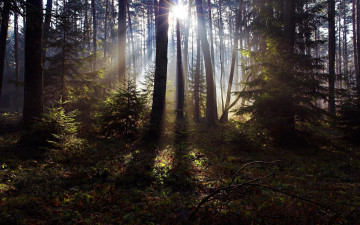 Картинка природа лес хворост подлесок солнце