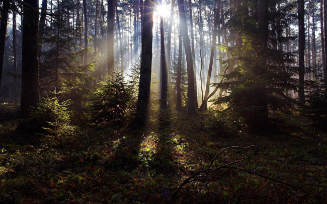 Обои картинки фото природа, лес, хворост, подлесок, солнце