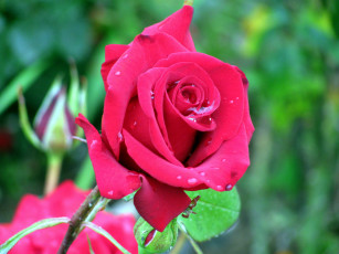 Картинка цветы розы бутон капли