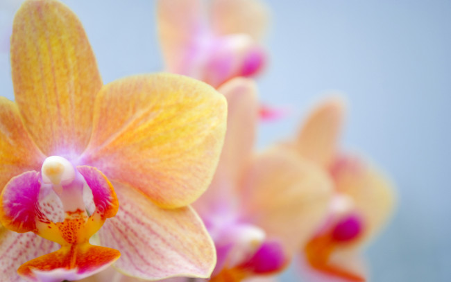 Обои картинки фото цветы, орхидеи, орхидея, фаленопсис, желтый
