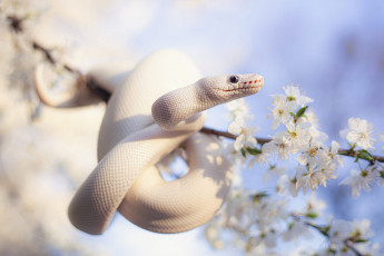 Картинка животные змеи +питоны +кобры цветы ветки змея весна белая питон цветение