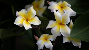 Картинка цветы плюмерия белая макро