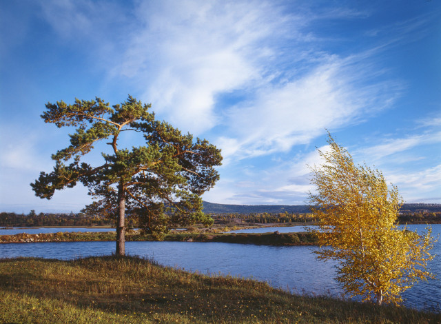 Обои картинки фото природа, деревья, cибирь, россия, река, небо