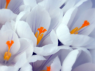 Картинка цветы крокусы