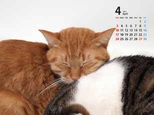 обоя календари, животные
