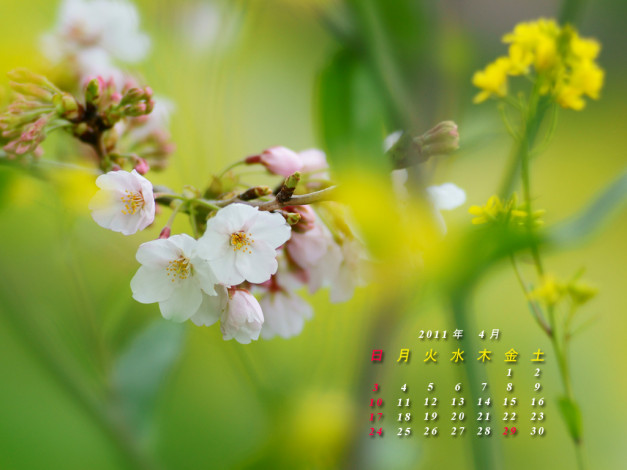 Обои картинки фото календари, цветы