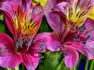 обоя цветы, альстромерия, яркий, розовый, перуанская, лилия, тычинки