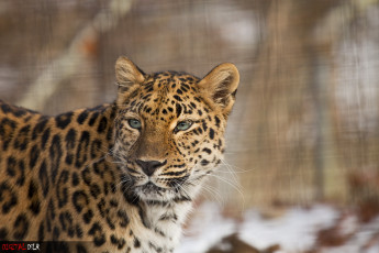 Картинка животные леопарды взгляд морда