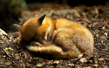 Картинка животные лисы лиса отдых