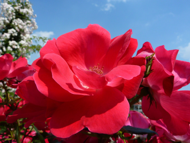 Обои картинки фото цветы, розы, rose