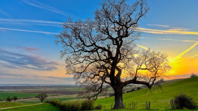 Обои картинки фото природа, деревья, поля, горизонт, небо