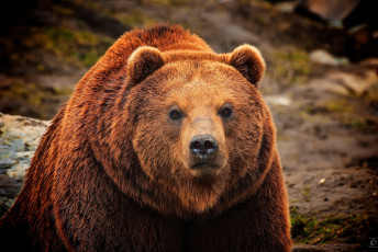 Картинка животные медведи бурый