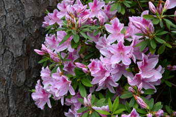 Картинка цветы рододендроны азалии куст розовый