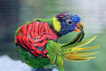 Картинка животные попугаи птица семейство пернатых перья чистка красавец