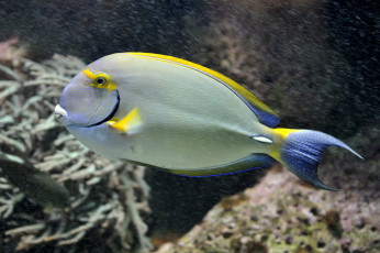 Картинка животные рыбы тропики плавники
