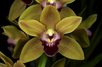 Картинка цветы орхидеи желтый