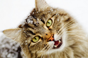 Картинка животные коты мордочка снег