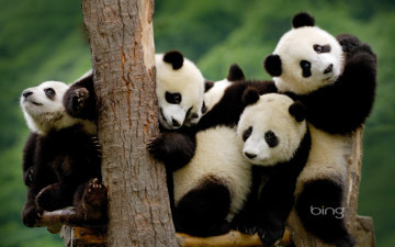 Картинка животные панды семья