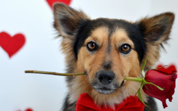 Картинка животные собаки взгляд собака роза
