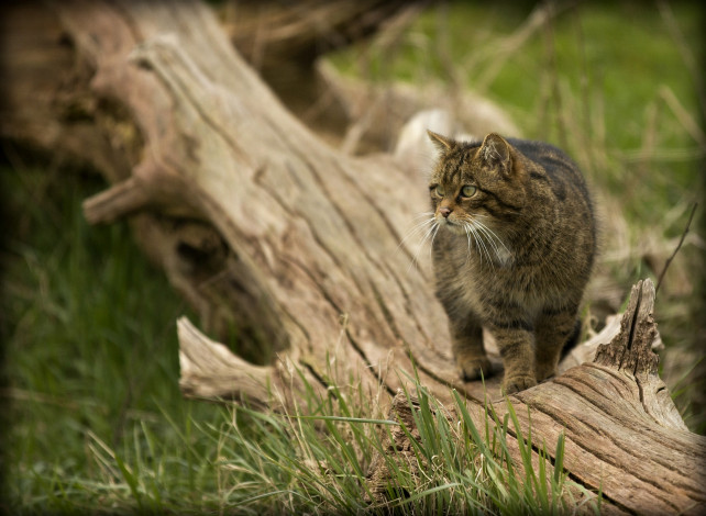 Обои картинки фото животные, дикие, кошки, шотландский, лесной, кот