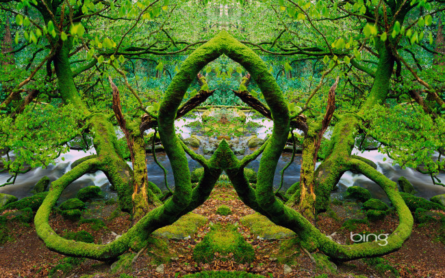 Обои картинки фото разное, компьютерный, дизайн, деревья, ветки, река