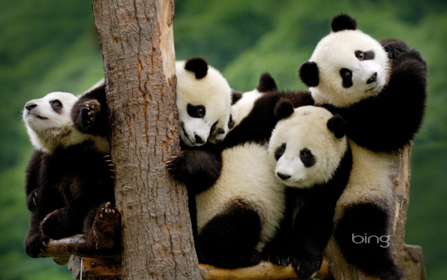 Обои картинки фото животные, панды, семья