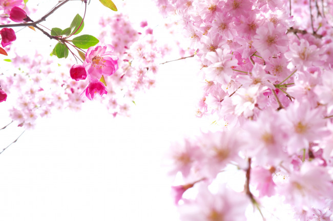 Обои картинки фото цветы, сакура, вишня, ветки, весна, розовый