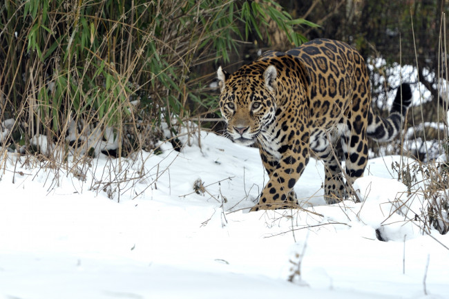 Обои картинки фото животные, Ягуары, хищник, снег