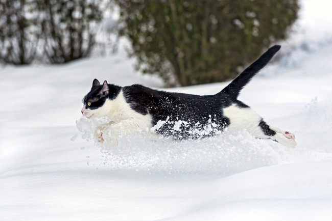 Обои картинки фото животные, коты, снег, бегун