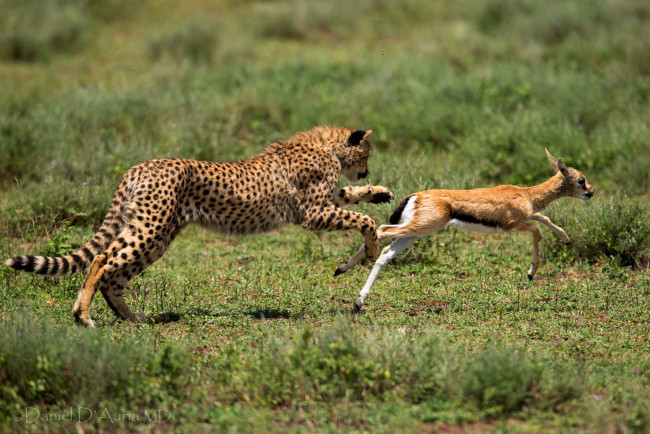 Обои картинки фото животные, разные, вместе, добыча, охота, антилопа, гепард