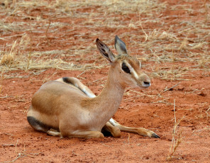 Картинка животные антилопы отдых антилопа саванна