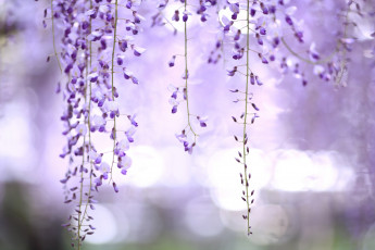 Картинка цветы глициния фиолетовая