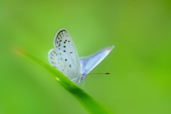 Картинка животные бабочки зелень бабочка травинка