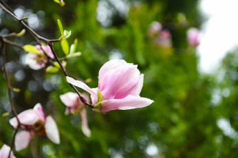 Картинка цветы магнолии magnolia