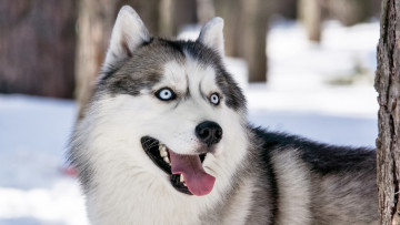Картинка животные собаки сибирский хаски взгляд
